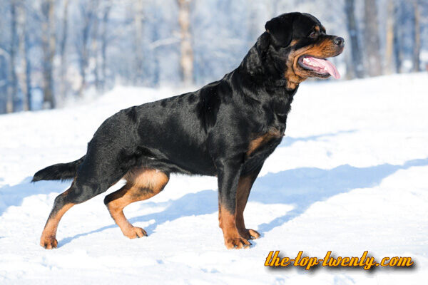 Rottweiler beliebte Hunderasse